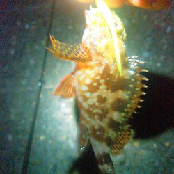 浜名湖 アジング好調です。