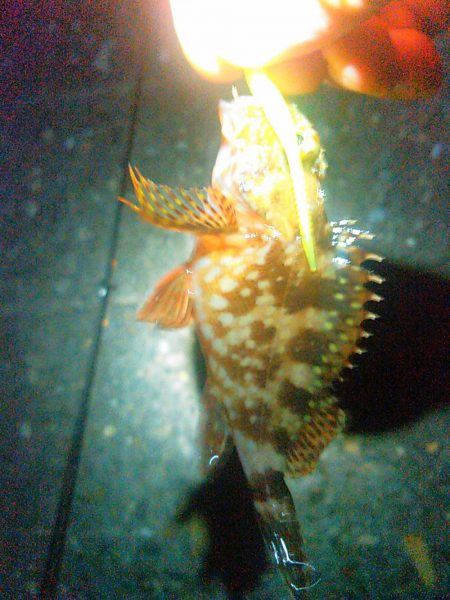 浜名湖 アジング好調です。