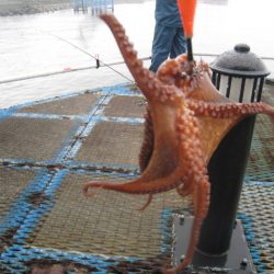 オリジナルメーカー海づり公園(市原市海づり施設) 釣果