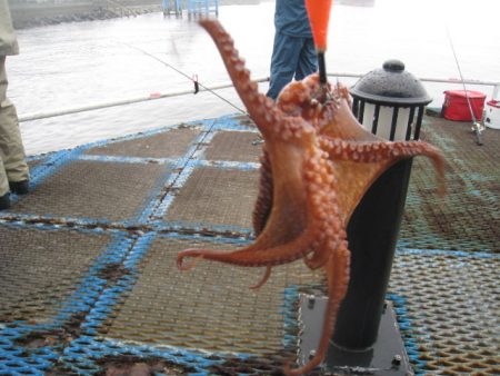 オリジナルメーカー海づり公園(市原市海づり施設) 釣果