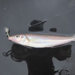 オリジナルメーカー海づり公園(市原市海づり施設) 釣果