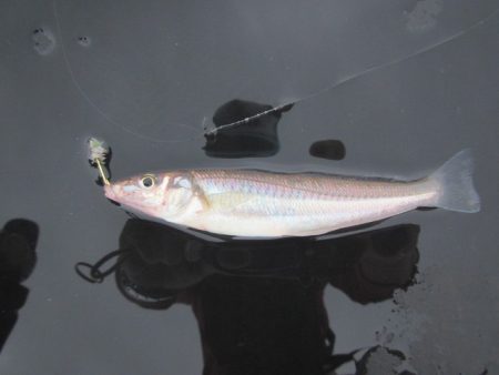 オリジナルメーカー海づり公園(市原市海づり施設) 釣果