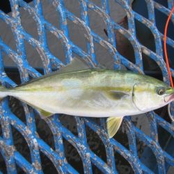 オリジナルメーカー海づり公園(市原市海づり施設) 釣果