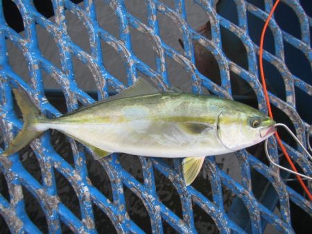オリジナルメーカー海づり公園(市原市海づり施設) 釣果