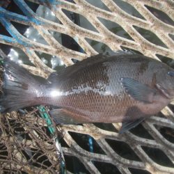 オリジナルメーカー海づり公園(市原市海づり施設) 釣果