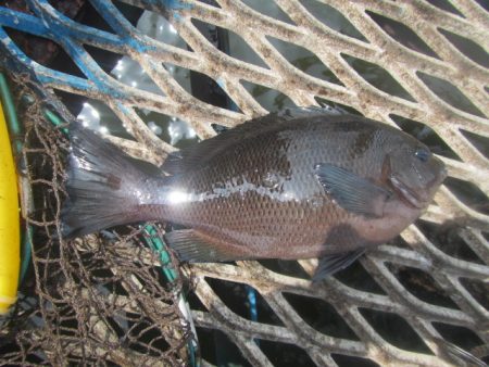 オリジナルメーカー海づり公園(市原市海づり施設) 釣果