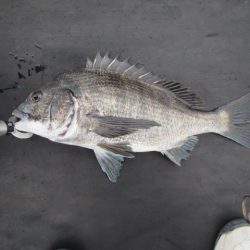 オリジナルメーカー海づり公園(市原市海づり施設) 釣果