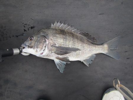 オリジナルメーカー海づり公園(市原市海づり施設) 釣果