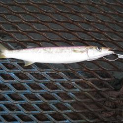 オリジナルメーカー海づり公園(市原市海づり施設) 釣果