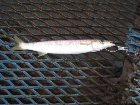 オリジナルメーカー海づり公園(市原市海づり施設) 釣果