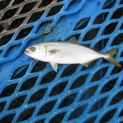 オリジナルメーカー海づり公園(市原市海づり施設) 釣果