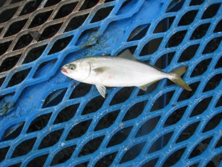 オリジナルメーカー海づり公園(市原市海づり施設) 釣果