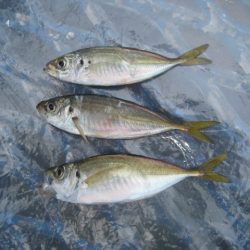 オリジナルメーカー海づり公園(市原市海づり施設) 釣果