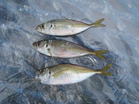 オリジナルメーカー海づり公園(市原市海づり施設) 釣果