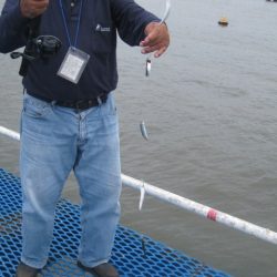 オリジナルメーカー海づり公園(市原市海づり施設) 釣果