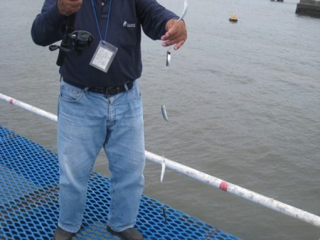 オリジナルメーカー海づり公園(市原市海づり施設) 釣果