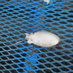 オリジナルメーカー海づり公園(市原市海づり施設) 釣果