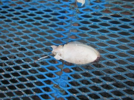 オリジナルメーカー海づり公園(市原市海づり施設) 釣果