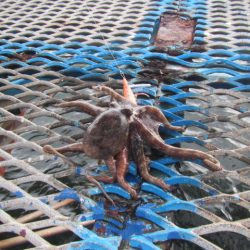 オリジナルメーカー海づり公園(市原市海づり施設) 釣果