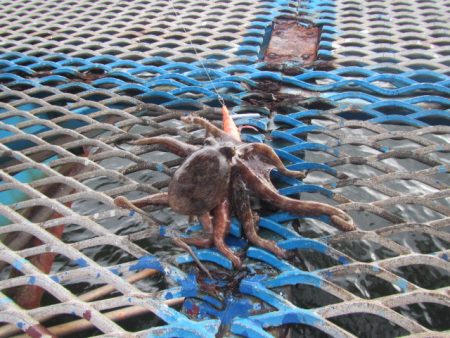 オリジナルメーカー海づり公園(市原市海づり施設) 釣果