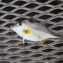 オリジナルメーカー海づり公園(市原市海づり施設) 釣果