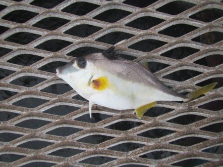 オリジナルメーカー海づり公園(市原市海づり施設) 釣果