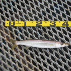 オリジナルメーカー海づり公園(市原市海づり施設) 釣果