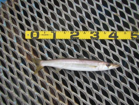 オリジナルメーカー海づり公園(市原市海づり施設) 釣果