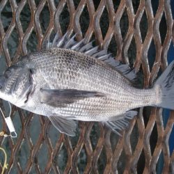 オリジナルメーカー海づり公園(市原市海づり施設) 釣果