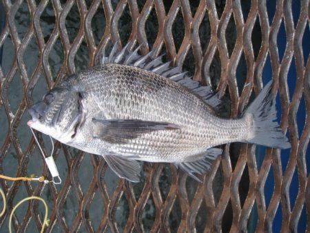 オリジナルメーカー海づり公園(市原市海づり施設) 釣果