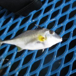 オリジナルメーカー海づり公園(市原市海づり施設) 釣果