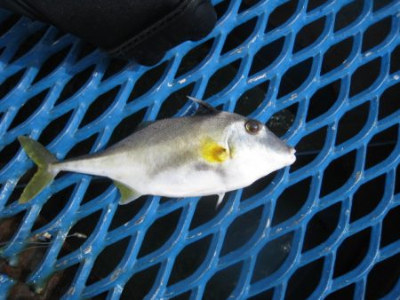 オリジナルメーカー海づり公園(市原市海づり施設) 釣果