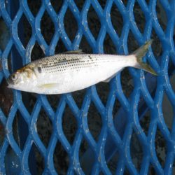 オリジナルメーカー海づり公園(市原市海づり施設) 釣果