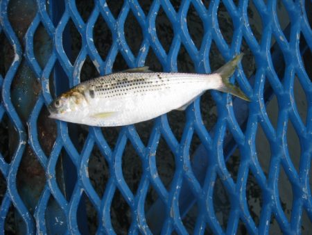 オリジナルメーカー海づり公園(市原市海づり施設) 釣果