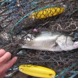 オリジナルメーカー海づり公園(市原市海づり施設) 釣果