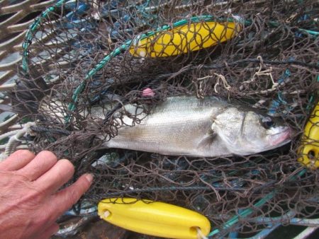 オリジナルメーカー海づり公園(市原市海づり施設) 釣果