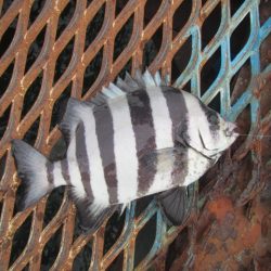 オリジナルメーカー海づり公園(市原市海づり施設) 釣果