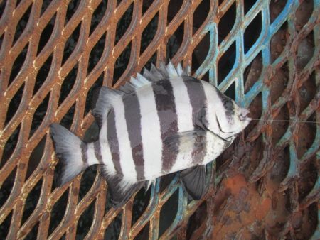 オリジナルメーカー海づり公園(市原市海づり施設) 釣果