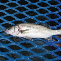 オリジナルメーカー海づり公園(市原市海づり施設) 釣果
