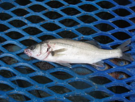 オリジナルメーカー海づり公園(市原市海づり施設) 釣果