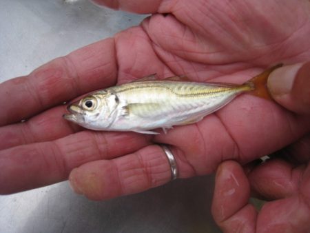 オリジナルメーカー海づり公園(市原市海づり施設) 釣果