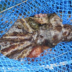 オリジナルメーカー海づり公園(市原市海づり施設) 釣果