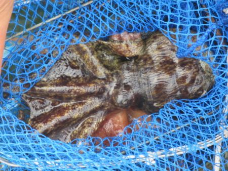 オリジナルメーカー海づり公園(市原市海づり施設) 釣果