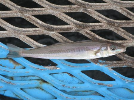 オリジナルメーカー海づり公園(市原市海づり施設) 釣果
