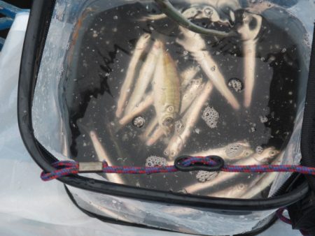 オリジナルメーカー海づり公園(市原市海づり施設) 釣果