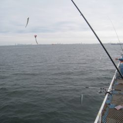 オリジナルメーカー海づり公園(市原市海づり施設) 釣果