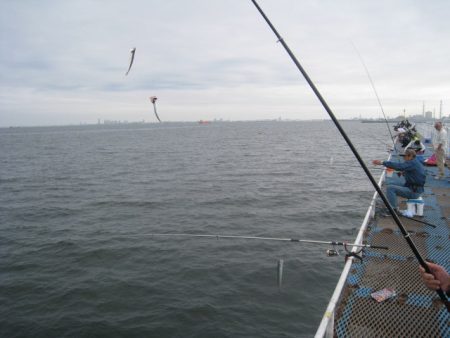 オリジナルメーカー海づり公園(市原市海づり施設) 釣果