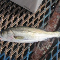 オリジナルメーカー海づり公園(市原市海づり施設) 釣果