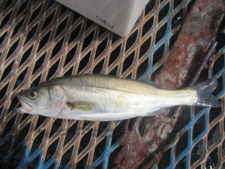 オリジナルメーカー海づり公園(市原市海づり施設) 釣果