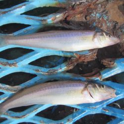 オリジナルメーカー海づり公園(市原市海づり施設) 釣果